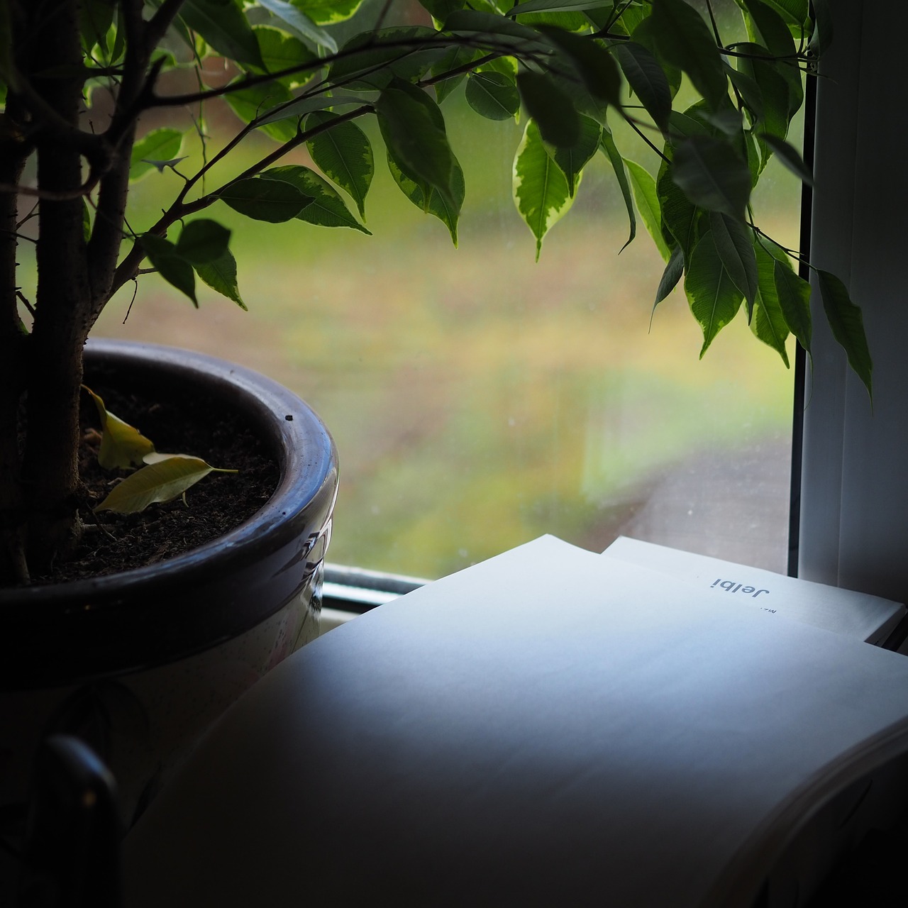 Plant
